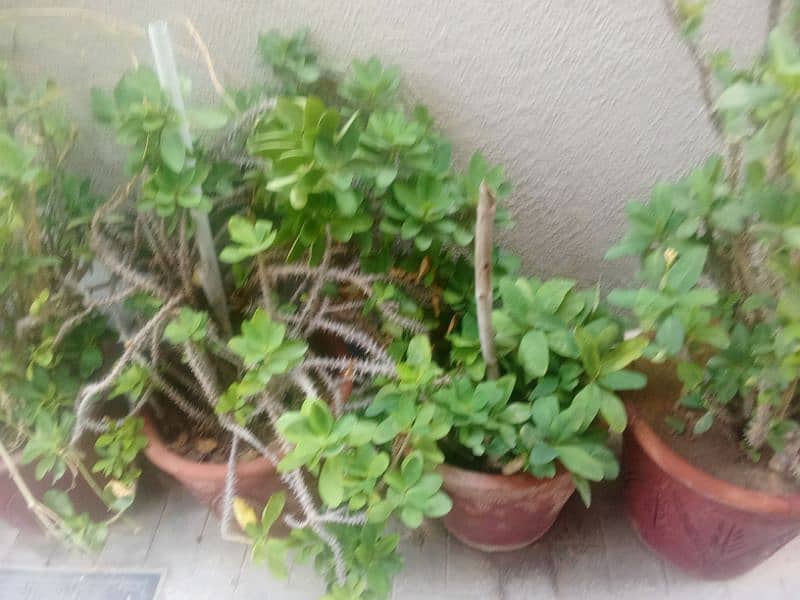 All 10 plants with pots for sale 4