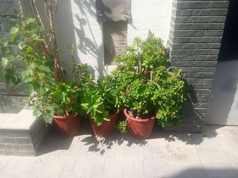 All 10 plants with pots for sale 5