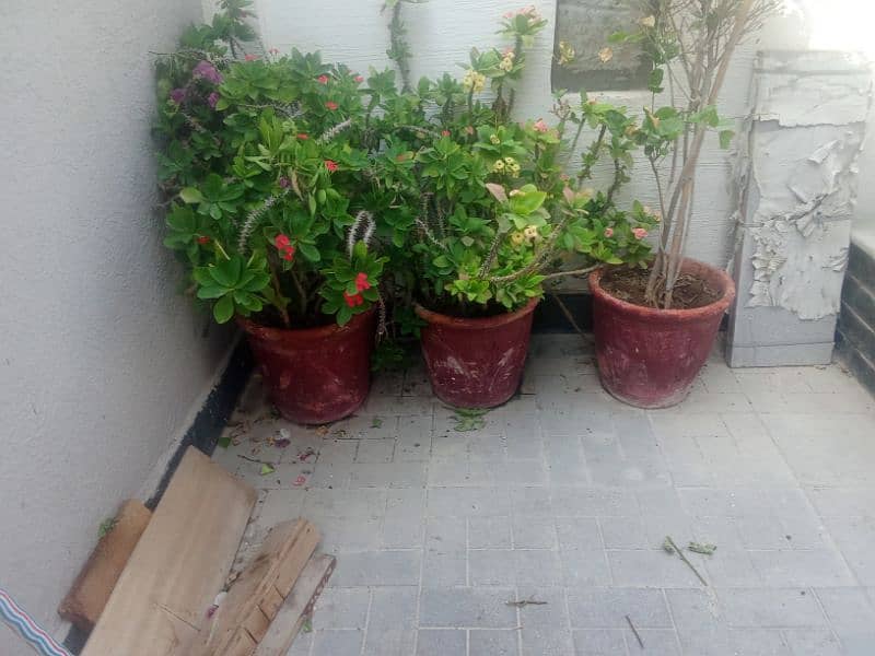 All 10 plants with pots for sale 6