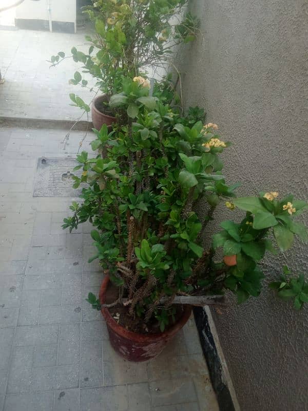 All 10 plants with pots for sale 7