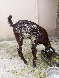 bakri and bacha for sale