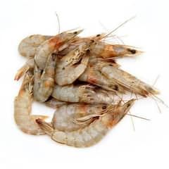 fresh medium prawn