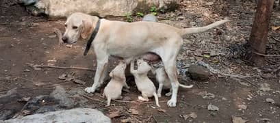 LABRADOR Puppies