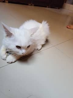 Persian Kitten