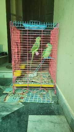 Raw parrot for sell