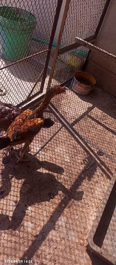 black hen with 3 chicks