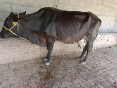 cows,, 03006195802