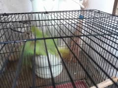 green parrot