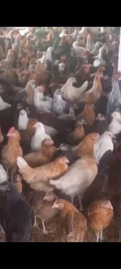 desi golden maseri hen for sale