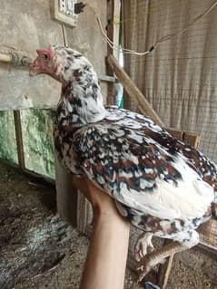 Cheeni aseel madi, hen for sale (03345818679)