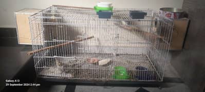 cockatiel with cage  for sale