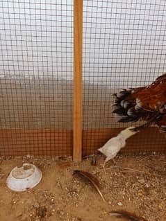 hen pair with cage