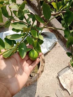 urika lemon plants for sale