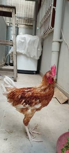 Male hen / Rooster for sale