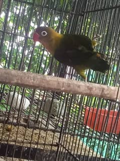 Love bird female 1500 coktail female 2200 hogo female 1000 03219557680