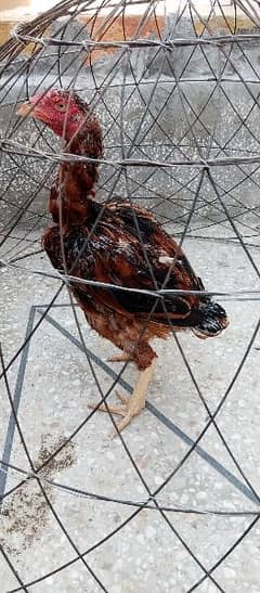 aseel hen for sale