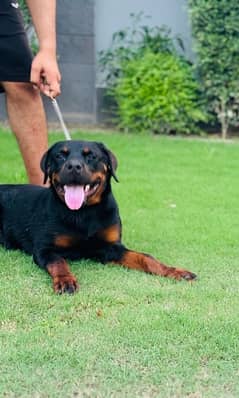 Rottweiler female best blood line