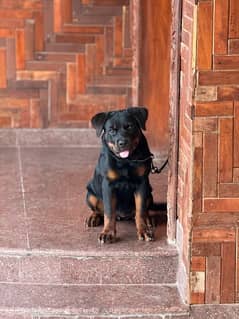 Rottweiler female Available for sale