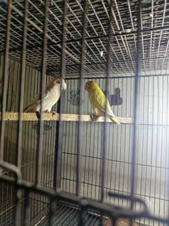 Lovebirds sale with Cage's