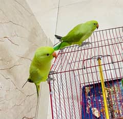 Pair of ringneck parrots