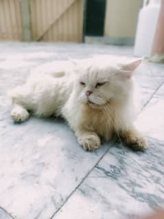 Persian White Male Cat | Calm & Peaceful Cat