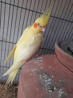 cream cockatiel breeder pair