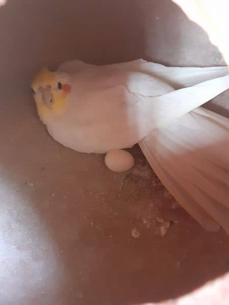 cream cockatiel breeder pair 1