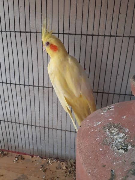 cream cockatiel breeder pair 2