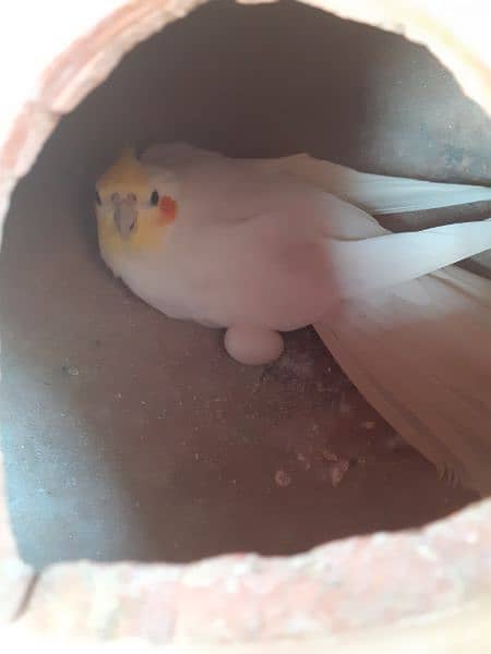 cream cockatiel breeder pair 3