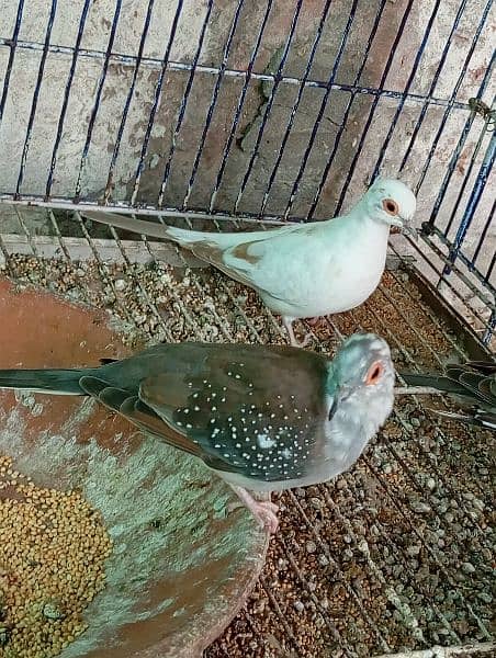 Diamond pied dove 0