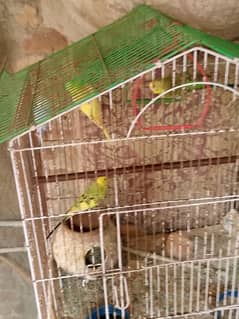 2 pair Australian parrots