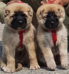 King kurdish Kangal dog pair 2 months for sales Goti dog