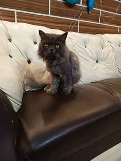 Persian cat (triple coat) for sale