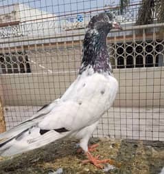 pigeon