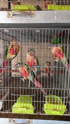 High Red Factor Conure Pair