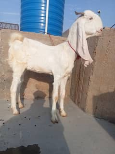 gulabi path / Goat / Bakri / Sindhi bread / بکرے / Sindhi nasal