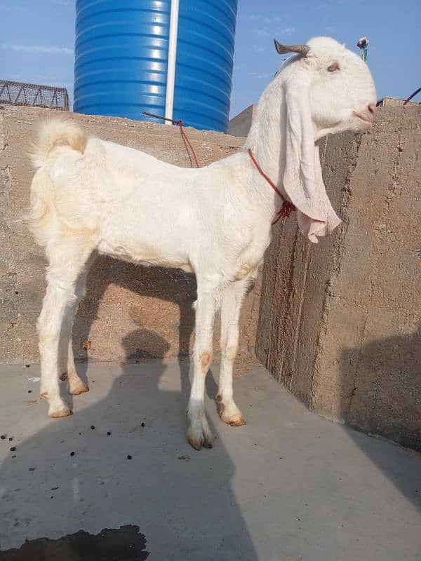 gulabi path / Goat / Bakri / Sindhi bread / بکرے / Sindhi nasal 0