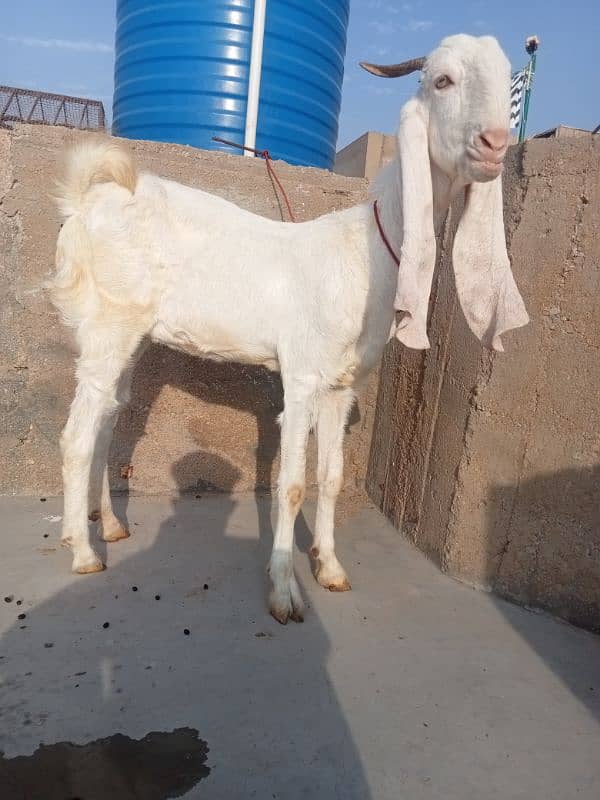 gulabi path / Goat / Bakri / Sindhi bread / بکرے / Sindhi nasal 1