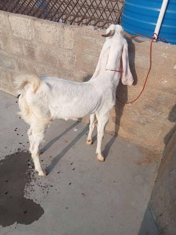 gulabi path / Goat / Bakri / Sindhi bread / بکرے / Sindhi nasal 2