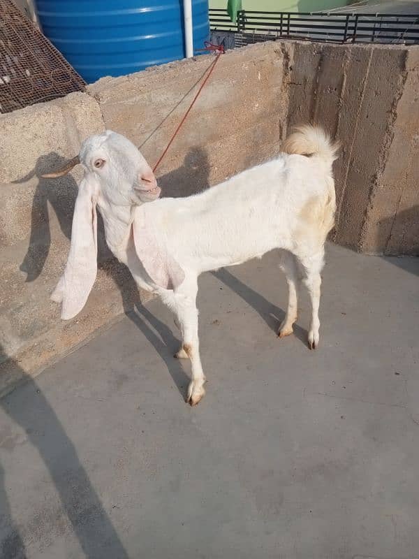 gulabi path / Goat / Bakri / Sindhi bread / بکرے / Sindhi nasal 4