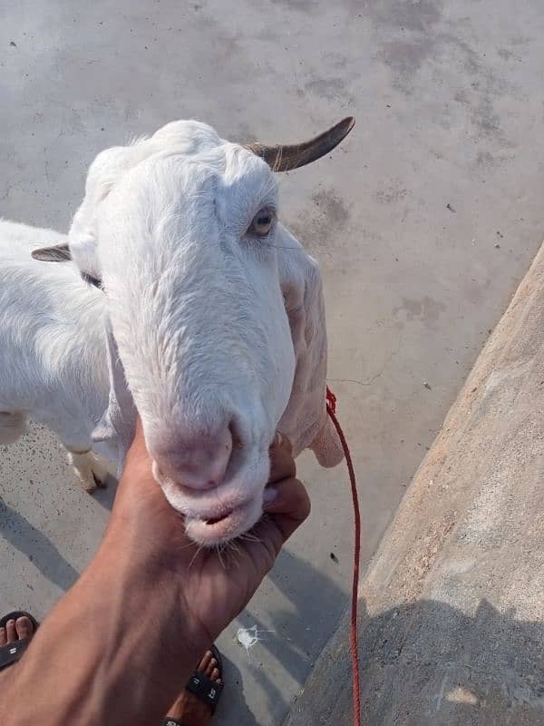 gulabi path / Goat / Bakri / Sindhi bread / بکرے / Sindhi nasal 6