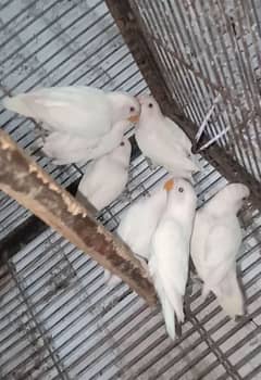 Albino black eyes love birds full discount