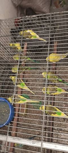 for sale 14 pieces of Australian parrot