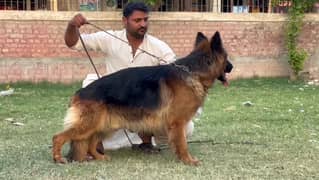 German Shepherd pair 0