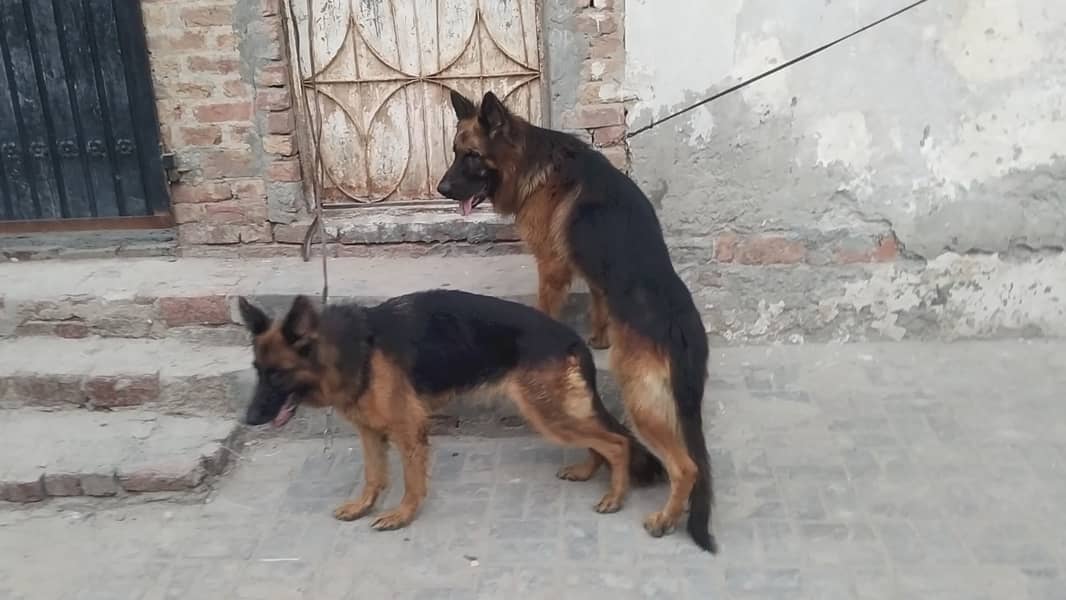 German Shepherd pair 1