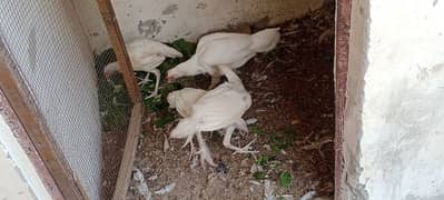 aseel Hira female + chicks03006798911