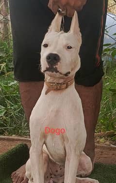 dogo fimale for sale 0