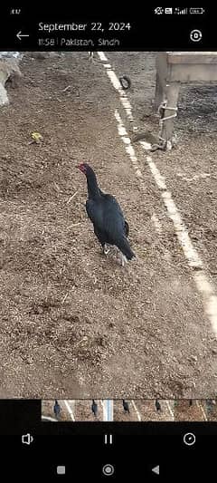 2 aseel hen for sale home breed