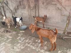 3 male goat for sell and 1 female goat