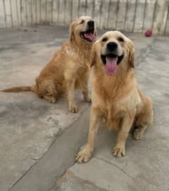 Pedigree Imported Golden Retriever male available for sale